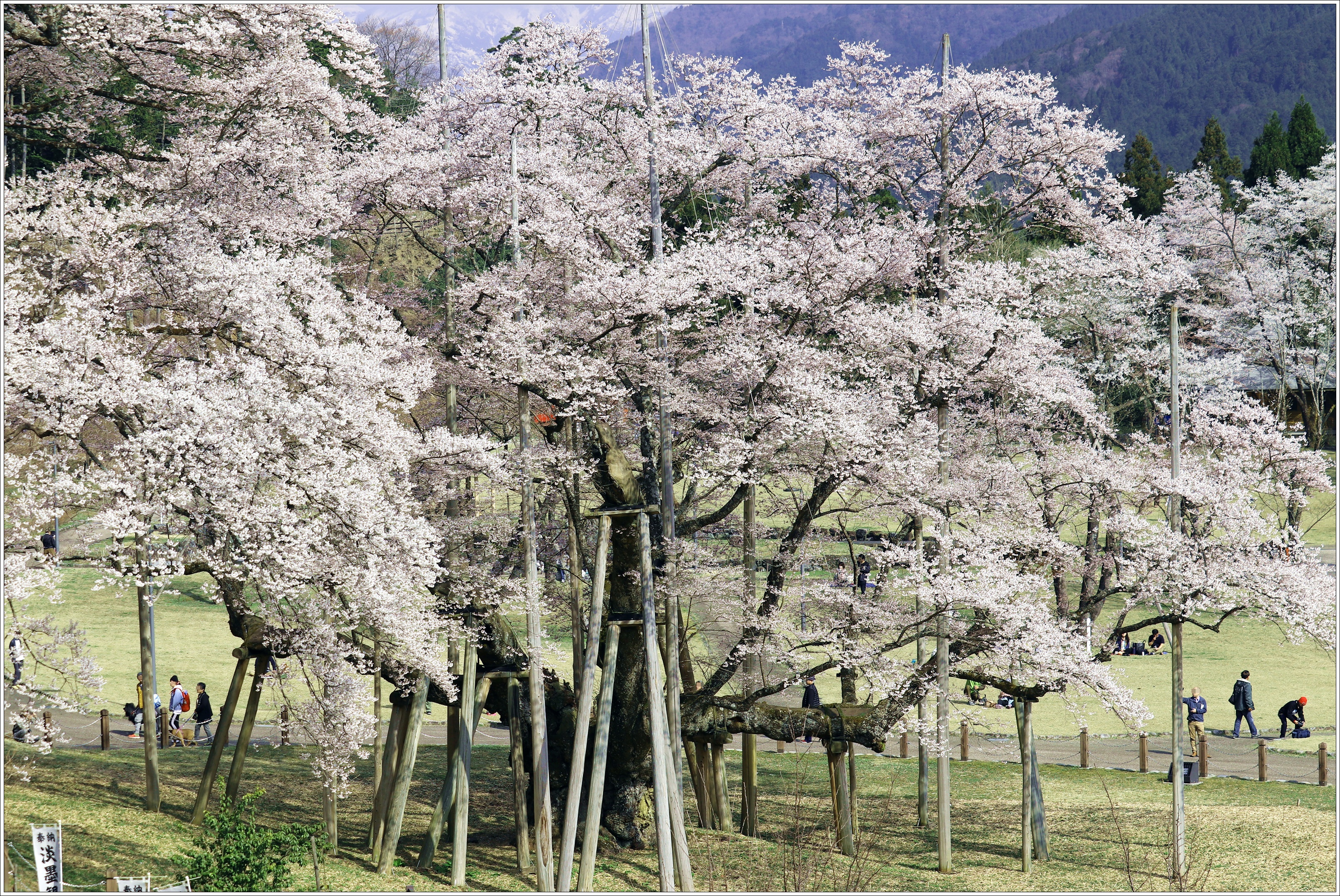 伝説の桜「根尾谷の淡墨桜」レポート。薄墨桜を描いた芸術作品や